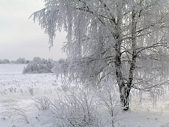 Landscape, Winter, Trees HD wallpaper