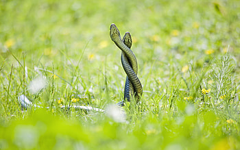Animals, Snakes HD wallpaper