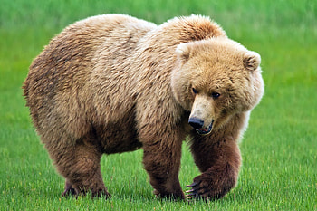 Animals, Grass, Bear, Stroll, Thick, Fat HD wallpaper