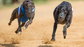 Hintergrundbild zwei hunde, Im rennen , hintergrundbilder fotos, Hunde im rennen HD wallpaper