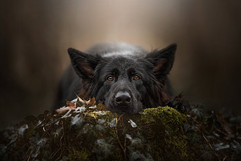 German Shepherd, , Captivating pet, Stunning graphy HD wallpaper