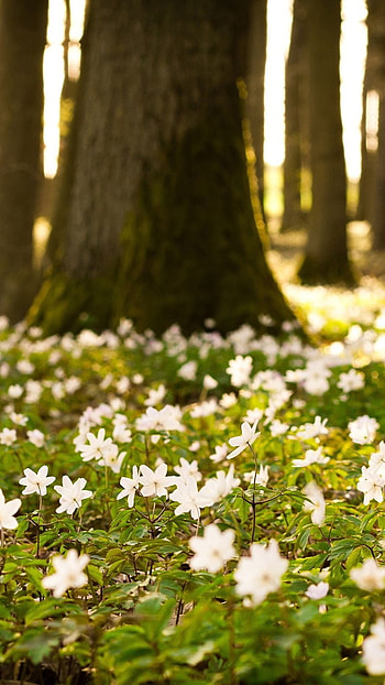 Spring Flowers, Forest Background HD phone wallpaper