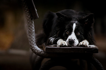 Border Collie, , backgrounds, Cute dogs HD wallpaper