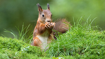 Eurasian red squirrel, Squirrels HD wallpaper