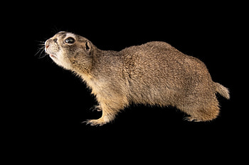 Joel Sartore, Wildlife graphy HD wallpaper