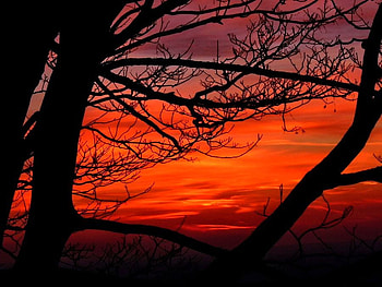 Sunset throught tree, colors, beauty, tree, red, clouds, nature, sky, evening, sunset HD wallpaper