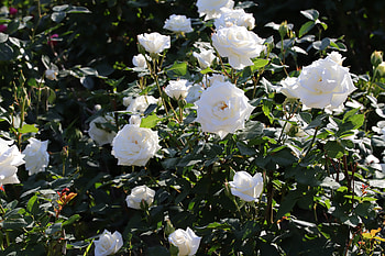 White roses, Flowers, White, Roses, Garden HD wallpaper