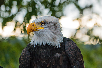 Animals, Bird, Predator, Eagle, Bald Eagle, White-Headed Eagle HD wallpaper