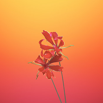 Ios 11 Flower Gloriosa, ios11, apple, flowers, -8, -x HD phone wallpaper