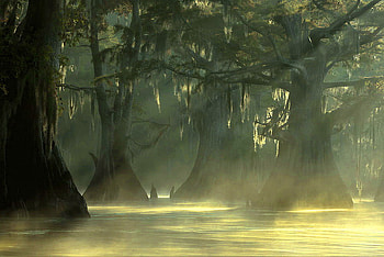 Hidden beauty, mist, green, trees, swamp, ssunlight, forest HD wallpaper