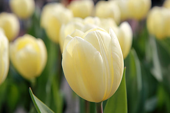 Sunny and soft, tenderness, sunny, white tulips, soft, tulips, beauty, tender, leaves, field, flower HD wallpaper