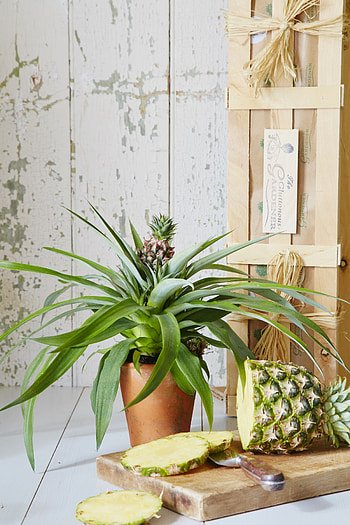 Pineapple plant, Indoor houseplants, Ornamental, Buying HD phone wallpaper