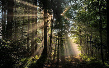 Forest in Germany, sunbeams, Garmany, forest, path HD wallpaper