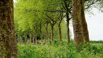 Nature, Trees, Grass, Summer HD wallpaper