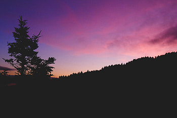 Sky, Night, Dark, Wood, Tree HD wallpaper