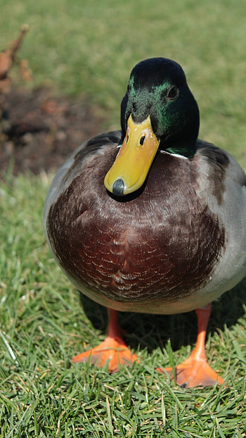 Duck, Brown Duck HD phone wallpaper