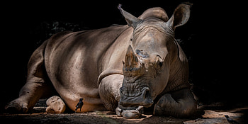 Rhino, Animals, Rhino shadows, rhino HD wallpaper