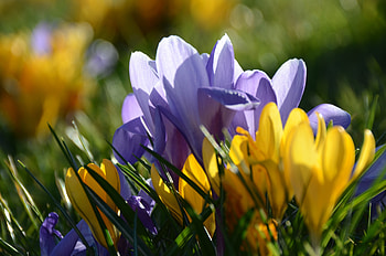 Yellow, purple, crocus, flowers, spring, close up HD wallpaper