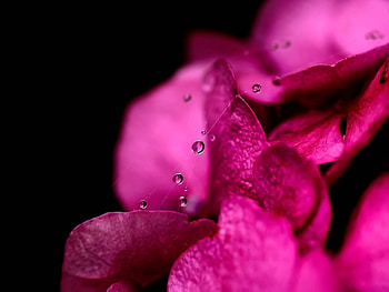 Plants HD wallpaper