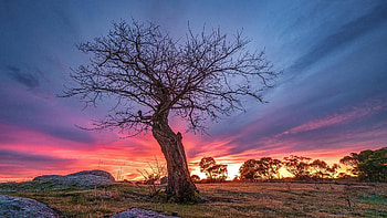 A lone tree in the morning - Victoria, Australia, sky, sunrise, trees, clouds, colors, landscape HD wallpaper