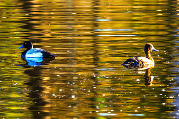 Animals, Waves, Lake, Bird, Ripples, Ripple, Duck HD wallpaper