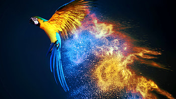 Macaw HD wallpaper