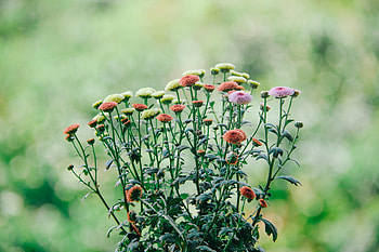 Flowers, Blur, Smooth, Bloom, Flowering, Field HD wallpaper