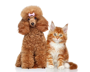 Cuties, dog, kitten, sweet, animal, cute, cat, orange, ginger, pisica, pink, poodle, couple, winte, bow, caine HD wallpaper