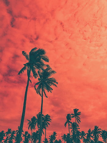 Silhouette of coconut palm trees against a vivid peach sky during summer, captured outdoors. HD phone wallpaper
