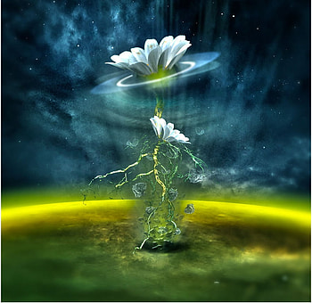 Sofia, digital, 3d, art, flower HD wallpaper
