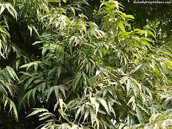 ASHOKA TREE, beautiful, leaves, nature, green HD wallpaper