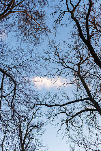 Nature, Trees, Sky, Branches, Cloud HD phone wallpaper