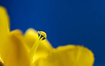 Flower, Macro, Drop, Dew, Pestle HD wallpaper
