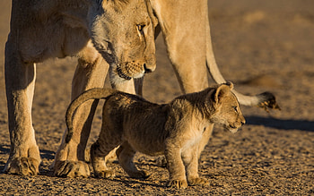 Animals, Young, Lion, Lioness, Care, Joey HD wallpaper