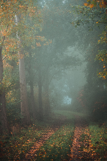 Nature, Autumn, Forest, Fog, Path, Trail HD phone wallpaper