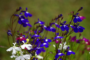 butterfly_flowers, blue, white, nature, flowers HD wallpaper