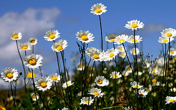 Daysies, sky, nature, flowers HD wallpaper