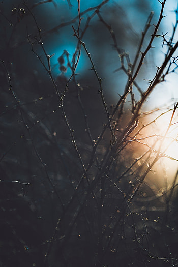 Plant, Macro, Shine, Light, Branches HD phone wallpaper