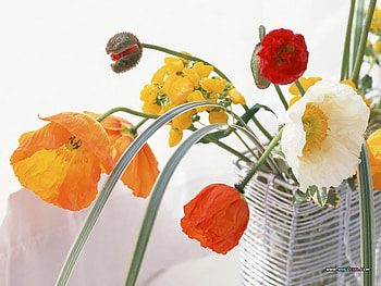 Mixed flowers bouquet, still life, bouquet, pretty, flower, nature HD wallpaper