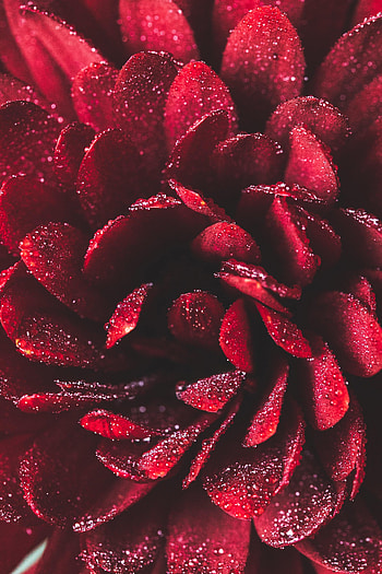 Drops, Flower, Macro, Petals, Wet HD phone wallpaper