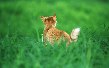 Animals, Grass, Cat, Redhead, Tail HD wallpaper