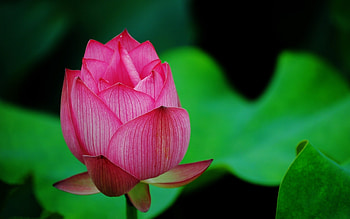 Lotus Flower Pink, flowers, pink, lotus HD wallpaper