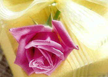 Happy birtay White_Dove, rose, pink, yellow, flower, green, gift HD wallpaper