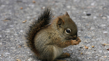 Squirrel, squirrel, animals HD wallpaper
