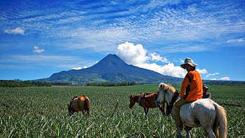 Mt. Matutum & Dole Pineapple Plantation, volcano, man and horse, pineapple field, mountain HD wallpaper