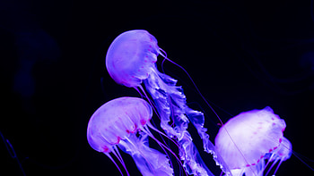 Graceful jellyfish, Underwater wonders, Marine beauty, Translucent creatures HD wallpaper