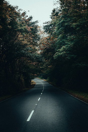 Nature, Trees, Road, Turn, Forest, Asphalt HD phone wallpaper