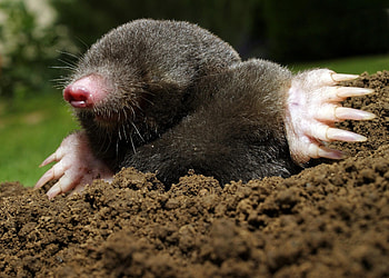 Moles versus voles, Difference between moles and voles, Rodent identification, Pest control HD wallpaper