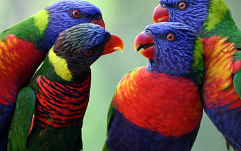 Parrot, animal, fly, bird HD wallpaper
