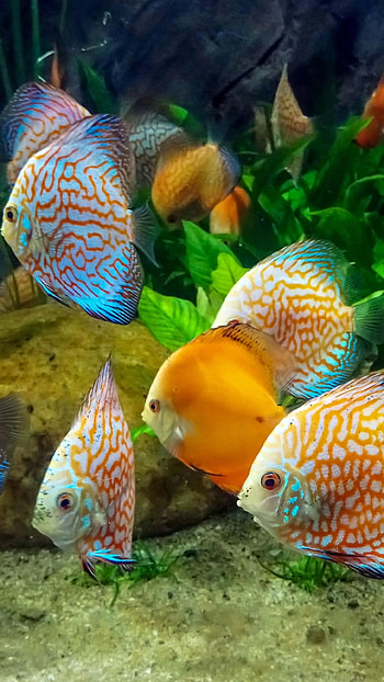 Diverse fish species, Aquatic animals, Coral reef inhabitants, Marine biodiversity HD phone wallpaper